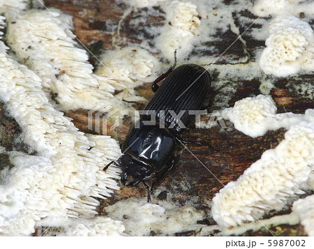 マメクワガタ 5987002