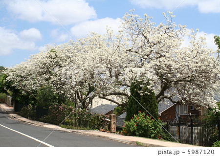 白いジャカランダの花　プレトリア　南アフリカ 5987120