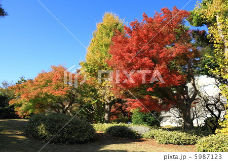 モミジとイチョウの紅葉 モミジとイチョウの紅葉 5987123
