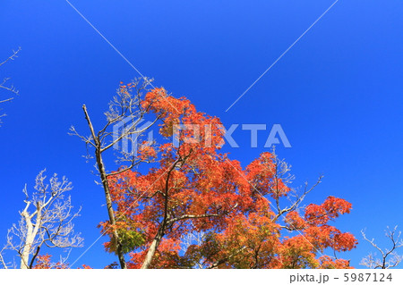 もみじの紅葉 もみじの紅葉 5987124