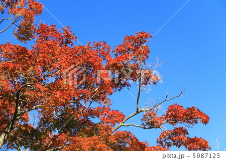 紅葉と青空 5987125
