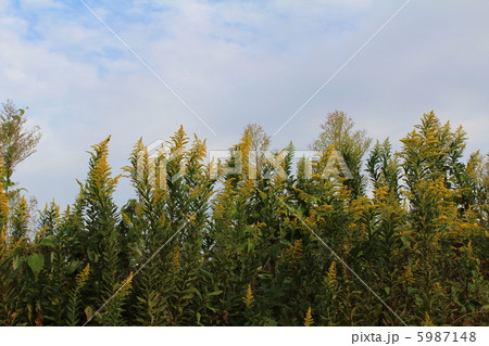 セイタカアワダチソウ セイタカアワダチソウ 5987148