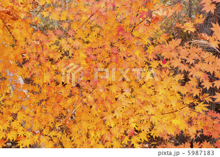 紅葉 5987183