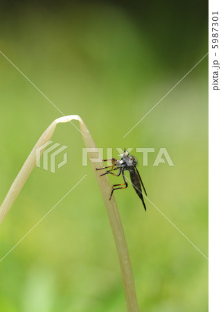 マガリケムシヒキの捕食 マガリケムシヒキの捕食 5987301