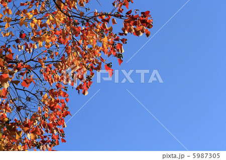 ナンキンハゼの紅葉 5987305