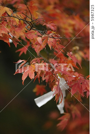 紅葉におみくじ結び 紅葉におみくじ結び 5987325