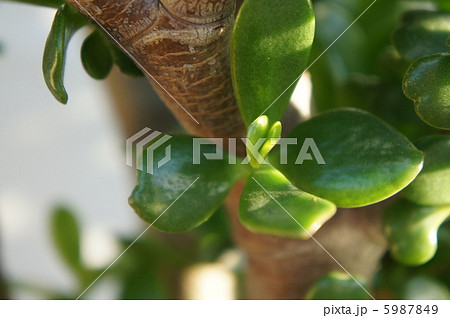 カネノナルキ 5987849