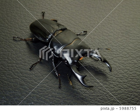 オオクワガタ 黒レザー柄背景 オオクワガタ 黒レザー柄背景 5988755