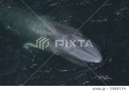 シロナガスクジラ シロナガスクジラ 5989154