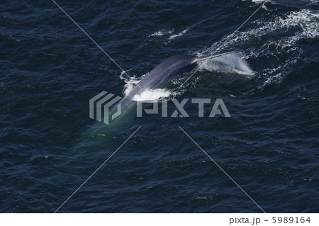シロナガスクジラ 5989164