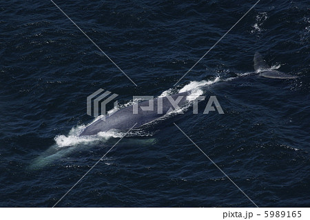 シロナガスクジラ シロナガスクジラ 5989165