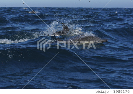 マイルカ 5989176