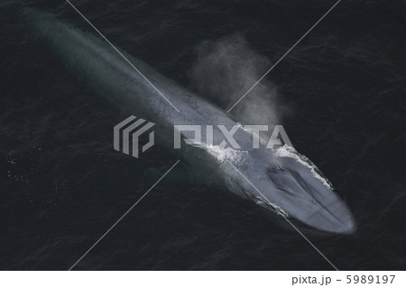 シロナガスクジラ シロナガスクジラ 5989197