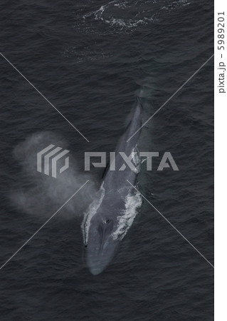 シロナガスクジラ シロナガスクジラ 5989201