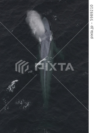 シロナガスクジラ 5989210