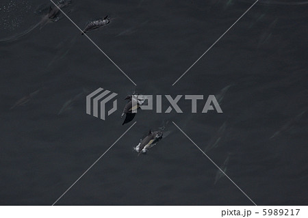 マイルカ 5989217