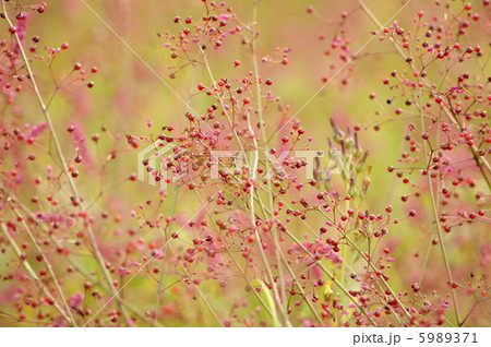 ハゼラン（爆蘭）の実：三時草 5989371