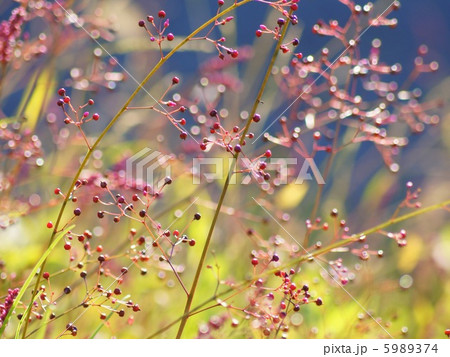 ハゼラン（爆蘭）の実：三時草 5989374