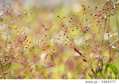 ハゼラン（爆蘭）の実：三時草 5989377