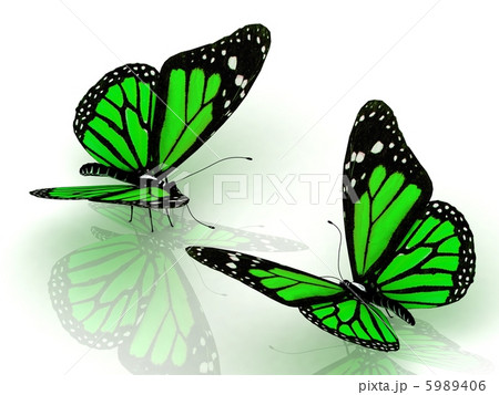 Two charming green butterflies 5989406