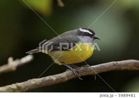 マミジロミツドリの写真素材 [5989481] PIXTA