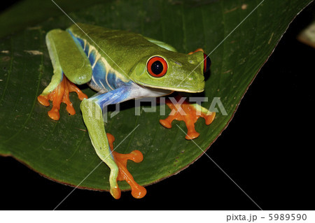 アカメアマガエル アカメアマガエル 5989590