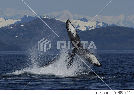 ザトウクジラ 5989674