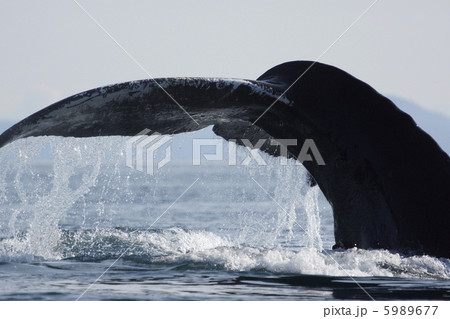 ザトウクジラ 5989677