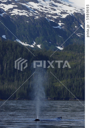 ザトウクジラ 5989693