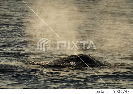 ザトウクジラ 5989748