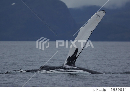 ザトウクジラ 5989814