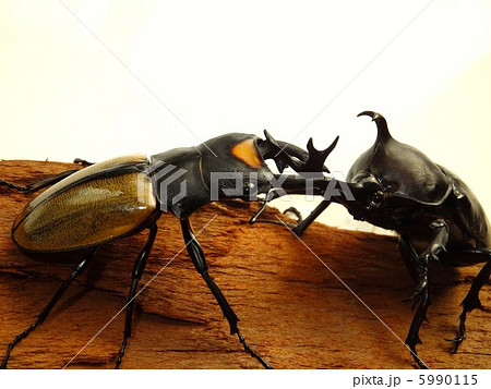 ラコダールツヤクワガタ Vs 国産カブトムシの戦いの写真素材