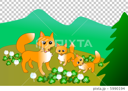 子狐　本土ギツネ　　 5990194