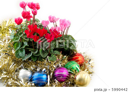 シクラメンの花とクリスマスオーナメント 5990442