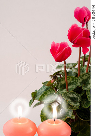赤いシクラメンの花とロウソク 5990444