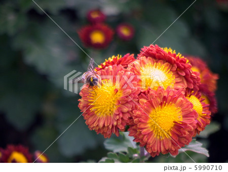 小菊と蜂 5990710