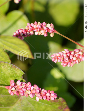 イヌタデ：赤まんま 5990948