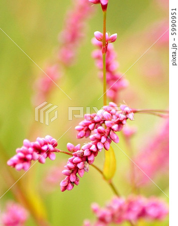 イヌタデ：赤まんま 5990951