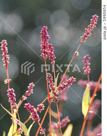 イヌタデ：赤まんま 5990954