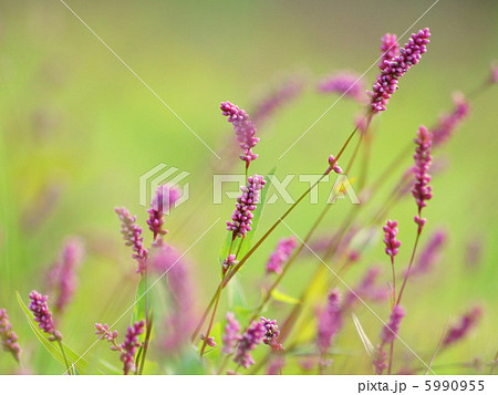 イヌタデ：赤まんま 5990955