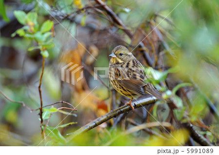 藪のアオジ 5991089