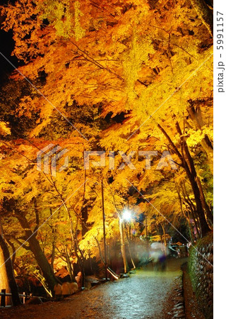 香嵐渓の紅葉ライトアップ 香嵐渓の紅葉ライトアップ 5991157