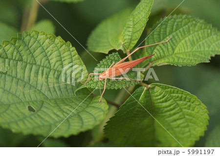 上から見た褐色型のセスジツユムシ 5991197