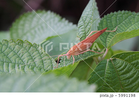 褐色型のセスジツユムシ 5991198
