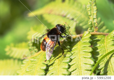 オオハナアブ 5991200