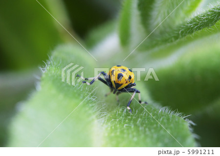 正面から見たツマグロオオヨコバイ 5991211