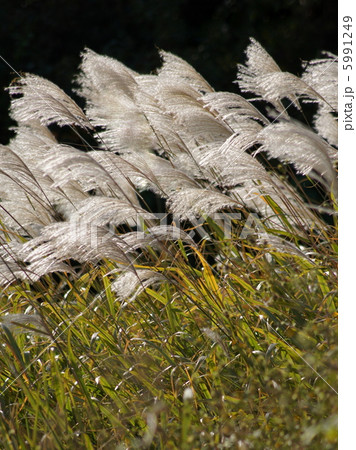 ススキ：薄 5991249