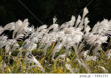 ススキ：薄 5991255