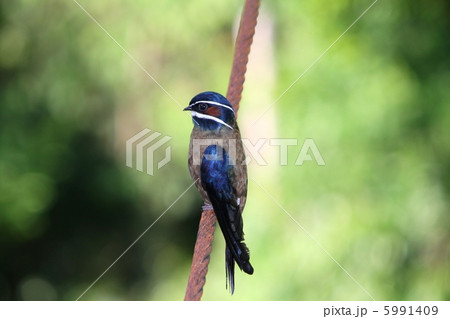 Whiskered Treeswift （コシラヒゲカンムリアマツバメ） 5991409