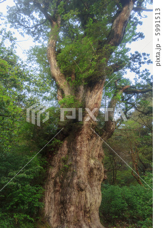 縄文杉 5991513